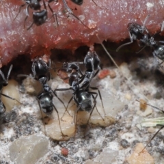 Iridomyrmex rufoniger at Evatt, ACT - 3 Oct 2021 02:03 PM