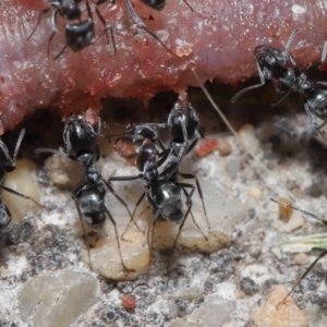 Iridomyrmex rufoniger at Evatt, ACT - 3 Oct 2021