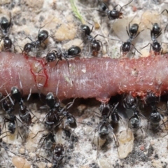 Iridomyrmex rufoniger at Evatt, ACT - 3 Oct 2021