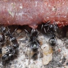 Iridomyrmex rufoniger at Evatt, ACT - 3 Oct 2021