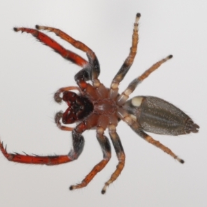 Sandalodes sp. (genus) at Evatt, ACT - 3 Oct 2021