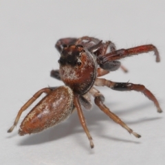 Sandalodes sp. (genus) at Evatt, ACT - 3 Oct 2021