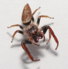 Sandalodes sp. (genus) at Evatt, ACT - 3 Oct 2021