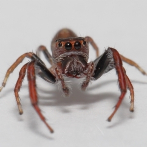 Sandalodes sp. (genus) at Evatt, ACT - 3 Oct 2021