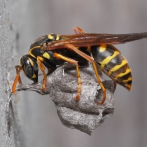 Polistes (Polistes) chinensis at Evatt, ACT - 5 Oct 2021