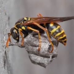 Polistes (Polistes) chinensis (Asian paper wasp) at Evatt, ACT - 4 Oct 2021 by TimL