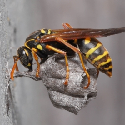 Polistes (Polistes) chinensis (Asian paper wasp) at Evatt, ACT - 4 Oct 2021 by TimL