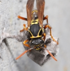 Polistes (Polistes) chinensis at Evatt, ACT - 5 Oct 2021 06:59 AM