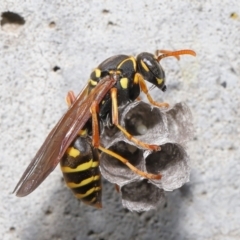 Polistes (Polistes) chinensis at Evatt, ACT - 5 Oct 2021