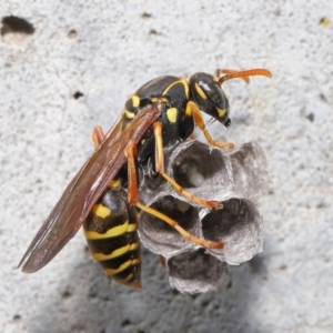 Polistes (Polistes) chinensis at Evatt, ACT - 5 Oct 2021