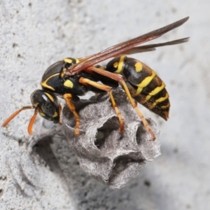 Polistes (Polistes) chinensis at Evatt, ACT - 5 Oct 2021 06:59 AM