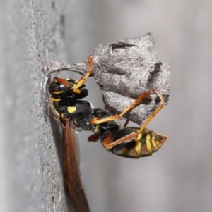 Polistes (Polistes) chinensis at Evatt, ACT - 5 Oct 2021