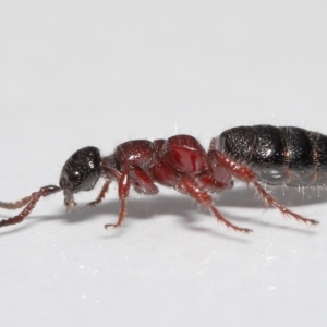 Tiphiidae (family) at Evatt, ACT - 5 Oct 2021