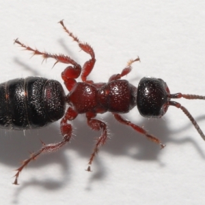 Tiphiidae (family) at Evatt, ACT - 5 Oct 2021 01:31 PM