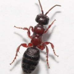 Tiphiidae (family) at Evatt, ACT - 5 Oct 2021