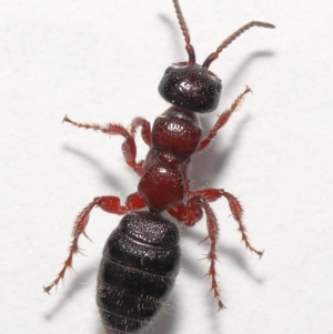 Tiphiidae (family) at Evatt, ACT - 5 Oct 2021 01:31 PM