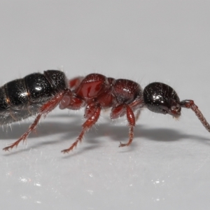 Tiphiidae (family) at Evatt, ACT - 5 Oct 2021