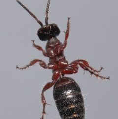 Tiphiidae (family) at Evatt, ACT - 5 Oct 2021 01:31 PM