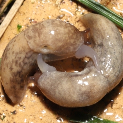 Deroceras reticulatum (Grey Field Slug) at Evatt, ACT - 4 Oct 2021 by TimL