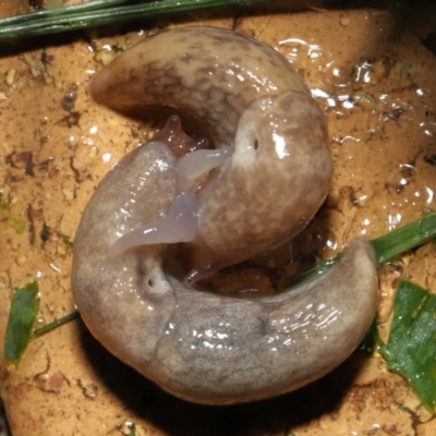 Deroceras reticulatum (Grey Field Slug) at Evatt, ACT - 4 Oct 2021 by TimL