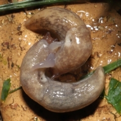 Deroceras reticulatum (Grey Field Slug) at Evatt, ACT - 3 Oct 2021 by TimL