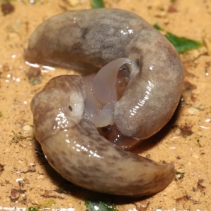 Deroceras reticulatum at Evatt, ACT - 4 Oct 2021