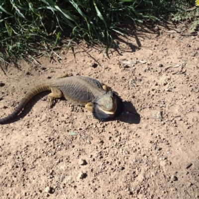 Pogona barbata (Eastern Bearded Dragon) at The Pinnacle - 7 Oct 2021 by Margo