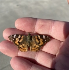 Vanessa kershawi (Australian Painted Lady) at Queanbeyan, NSW - 7 Oct 2021 by Ozflyfisher