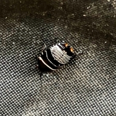 Ellipsidion sp. (genus) (A diurnal cockroach) at Aranda, ACT - 5 Oct 2021 by KMcCue