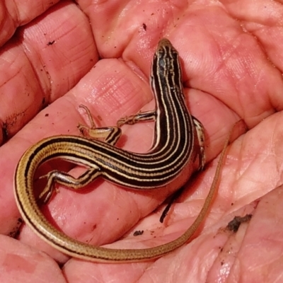 Ctenotus taeniolatus (Copper-tailed Skink) at Booth, ACT - 6 Oct 2021 by KMcCue