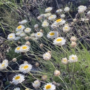 Leucochrysum albicans subsp. tricolor at O'Malley, ACT - 7 Oct 2021