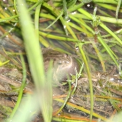 Crinia sp. (genus) (A froglet) at Barneys Hill/Mt Stranger - 6 Oct 2021 by ChrisHolder