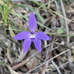 Glossodia major (Wax Lip Orchid) at Black Mountain - 5 Oct 2021 by JimL