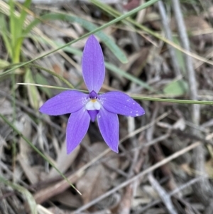 Glossodia major at Acton, ACT - 5 Oct 2021