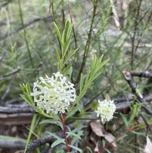 Pimelea linifolia at Acton, ACT - 5 Oct 2021 06:30 PM