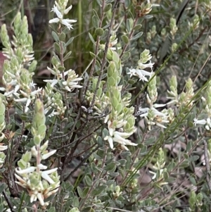 Brachyloma daphnoides at Acton, ACT - 5 Oct 2021