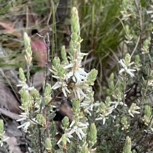 Brachyloma daphnoides at Acton, ACT - 5 Oct 2021