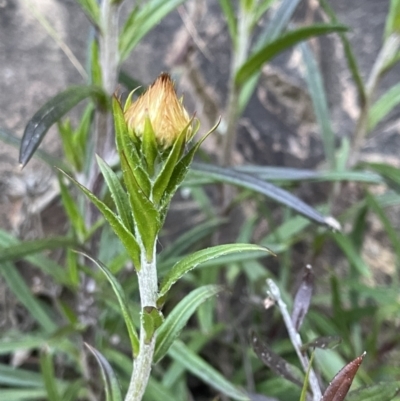 Coronidium oxylepis subsp. lanatum (Woolly Pointed Everlasting) at Black Mountain - 5 Oct 2021 by JimL