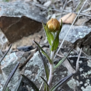 Coronidium oxylepis subsp. lanatum at Downer, ACT - 5 Oct 2021 06:47 PM