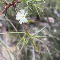 Acacia genistifolia (Early Wattle) at Black Mountain - 5 Oct 2021 by JimL