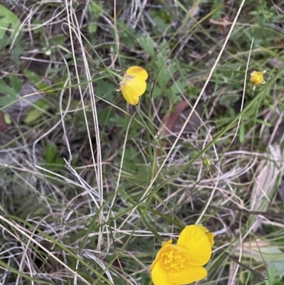 Ranunculus lappaceus (Australian Buttercup) at Black Mountain - 5 Oct 2021 by JimL