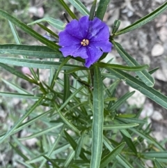 Solanum linearifolium (Kangaroo Apple) at Downer, ACT - 5 Oct 2021 by JimL