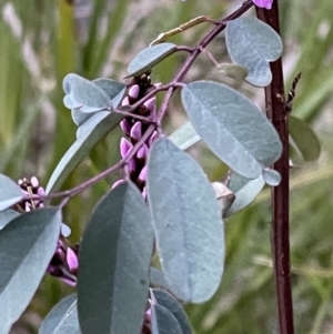 Indigofera australis subsp. australis at Molonglo Valley, ACT - 5 Oct 2021