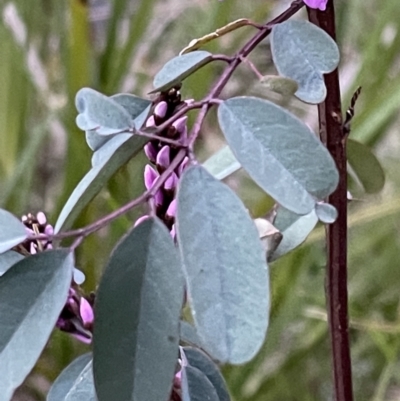 Indigofera australis subsp. australis (Australian Indigo) at Point 5438 - 5 Oct 2021 by JimL