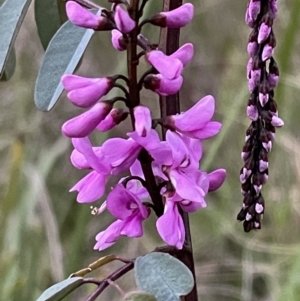 Indigofera australis subsp. australis at Molonglo Valley, ACT - 5 Oct 2021