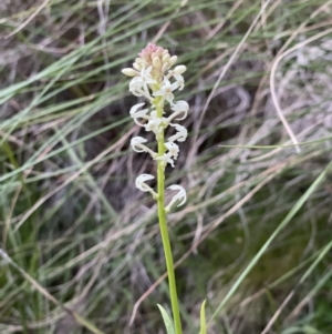 Stackhousia monogyna at Acton, ACT - 5 Oct 2021