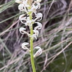 Stackhousia monogyna at Acton, ACT - 5 Oct 2021