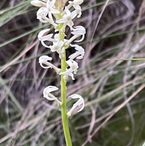 Stackhousia monogyna at Acton, ACT - 5 Oct 2021 07:08 PM