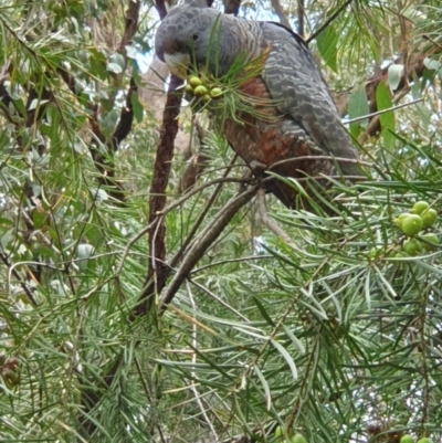 Callocephalon fimbriatum (Gang-gang Cockatoo) at Wingecarribee Local Government Area - 2 Oct 2021 by Aussiegall