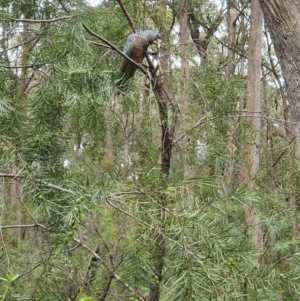 Callocephalon fimbriatum at Penrose, NSW - suppressed